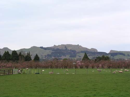 Te Mata Peak