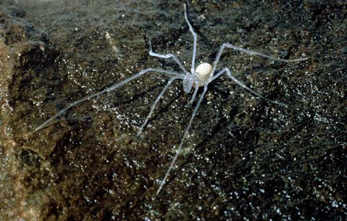 Harvestman spider