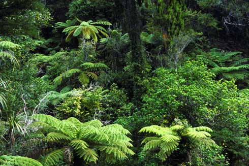 Forest scene