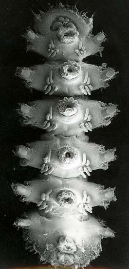 Suction cups