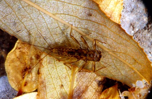 Mayfly