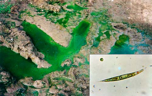 Scum-forming alga 