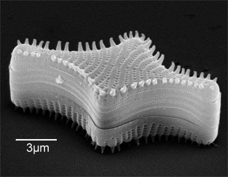 Diatom