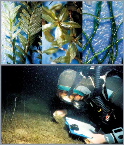 Deep-water mosses