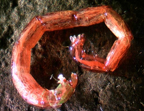 Midge larva 