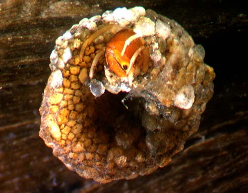 Spiral caddis 