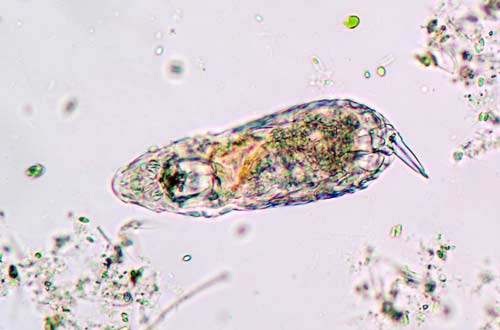 Rotifer