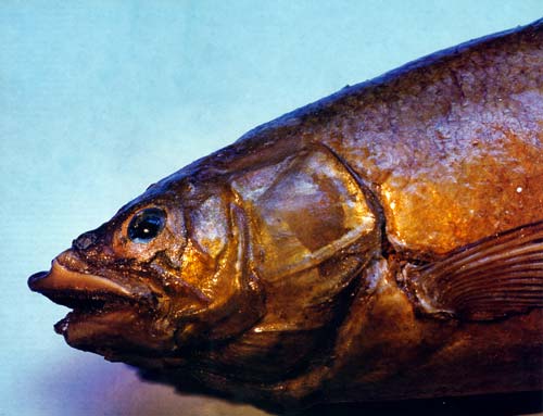 Grayling