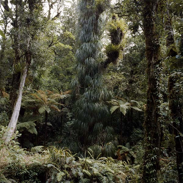 Forest interior