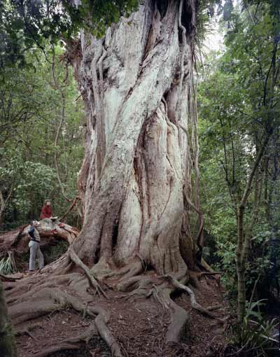 Northern rātā
