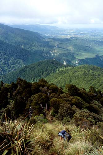 Mountain cedar timberline