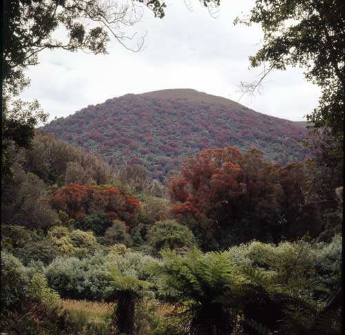 Southern rātā forest