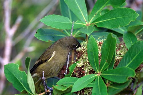 Bellbird feeding
