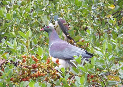 Kererū eating berries