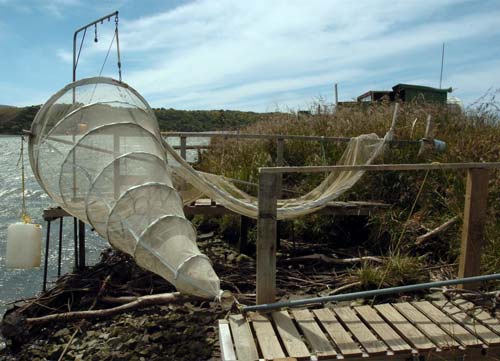 ‘Southland sock’ 