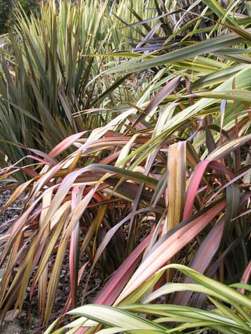 Coloured flaxes