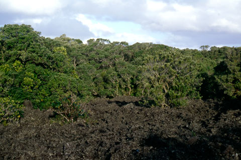 Regenerating pōhutukawa forest