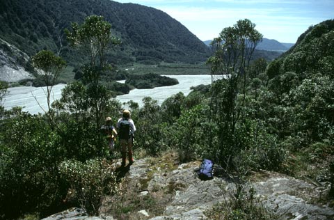 Forest on glacier moraine