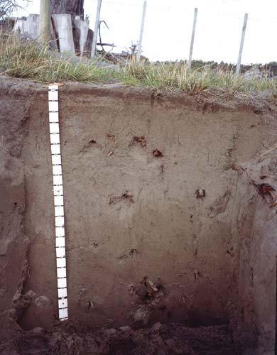 Forest soil profile