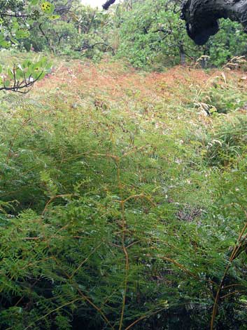 Bracken fern, Wellington coast