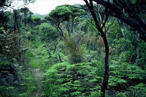 Mānuka scrub interior