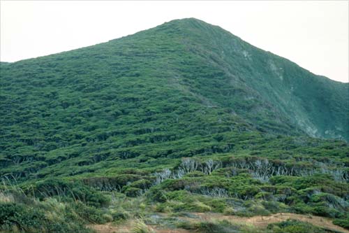 Kānuka forest
