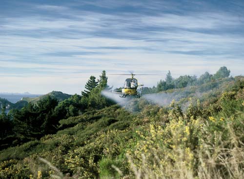 Spraying gorse