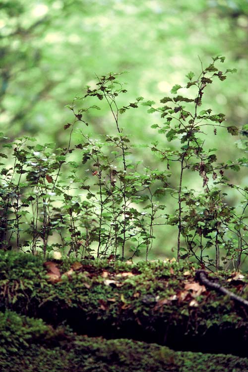 Beech seedlings 