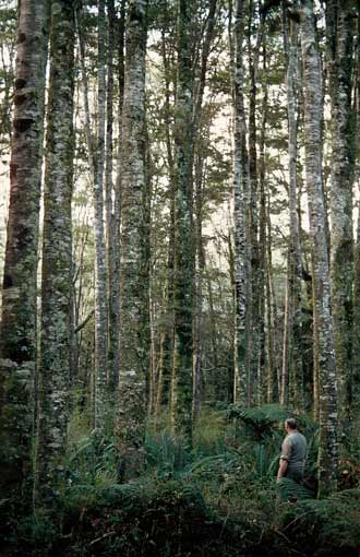Pole stand of beech 
