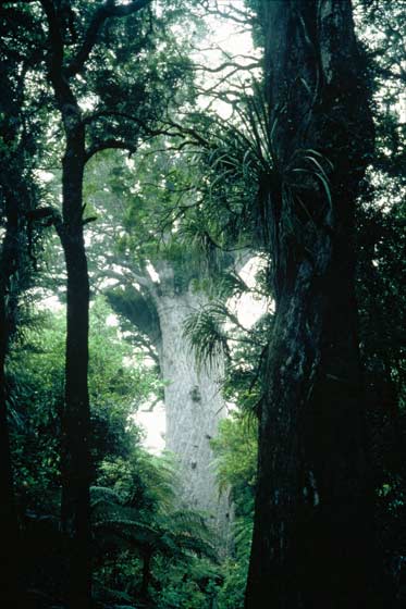 Ancient kauri