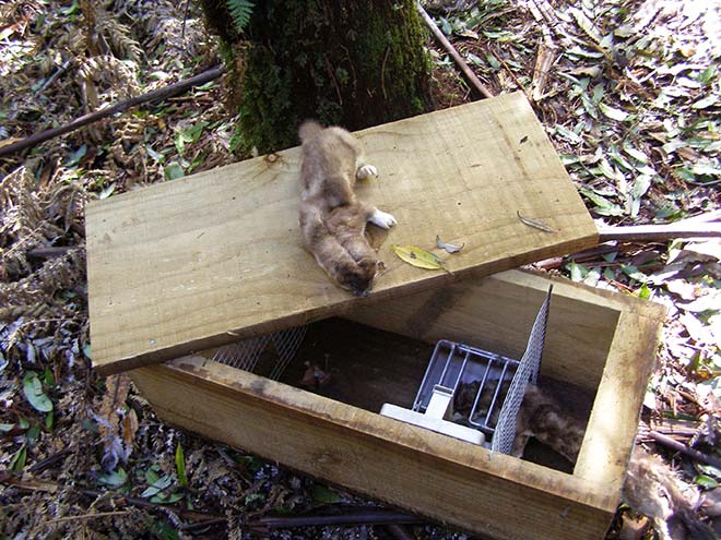 Stoat kill-trap