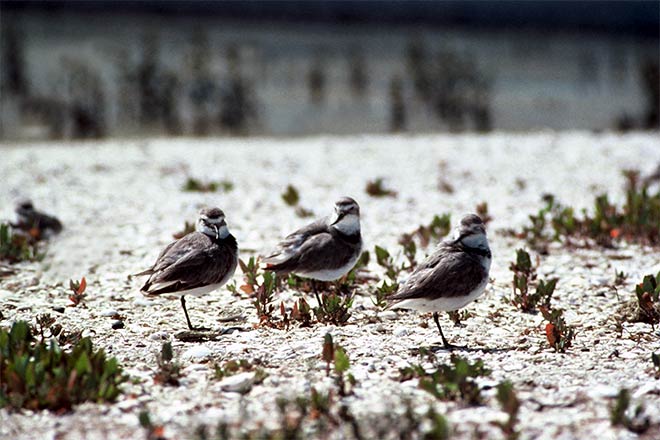 Wrybills roosting