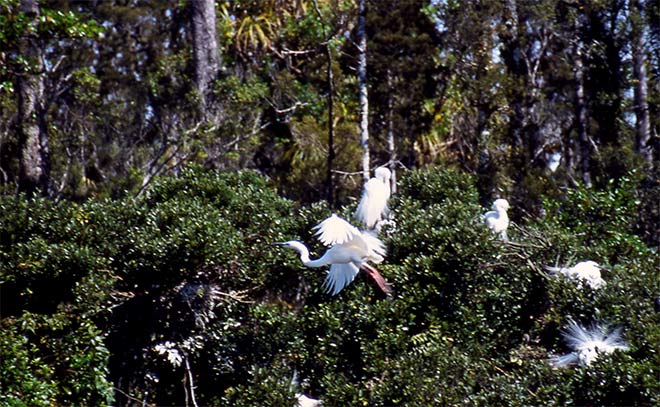Kōtuku breeding colony