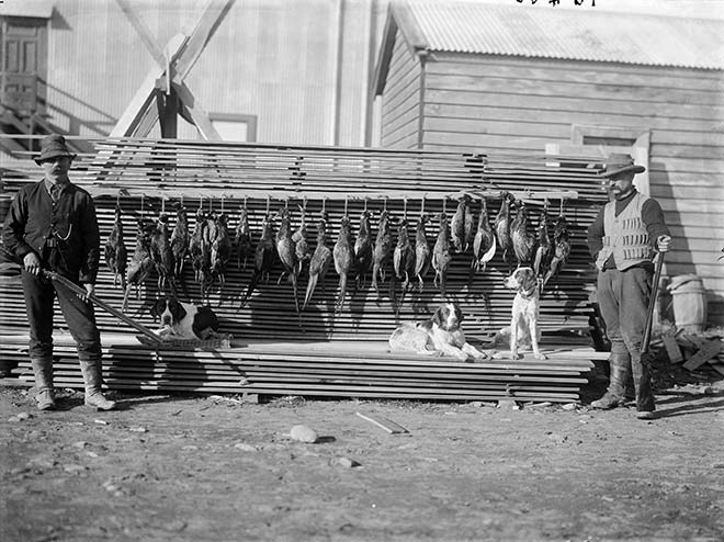 Shot pheasants