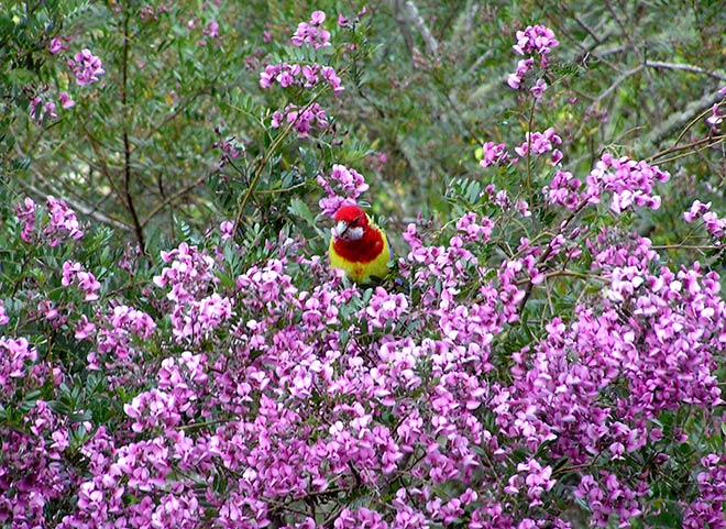 Eastern rosella
