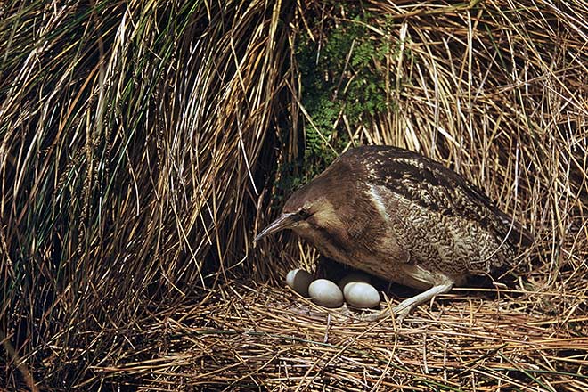 Australasian bittern