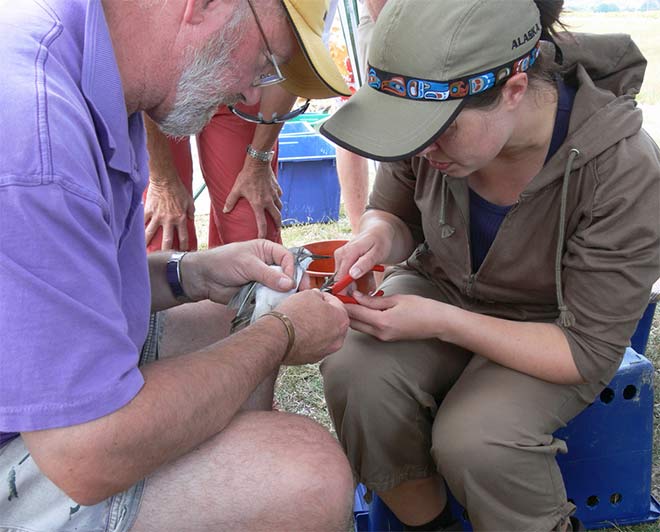 Banding a wrybill