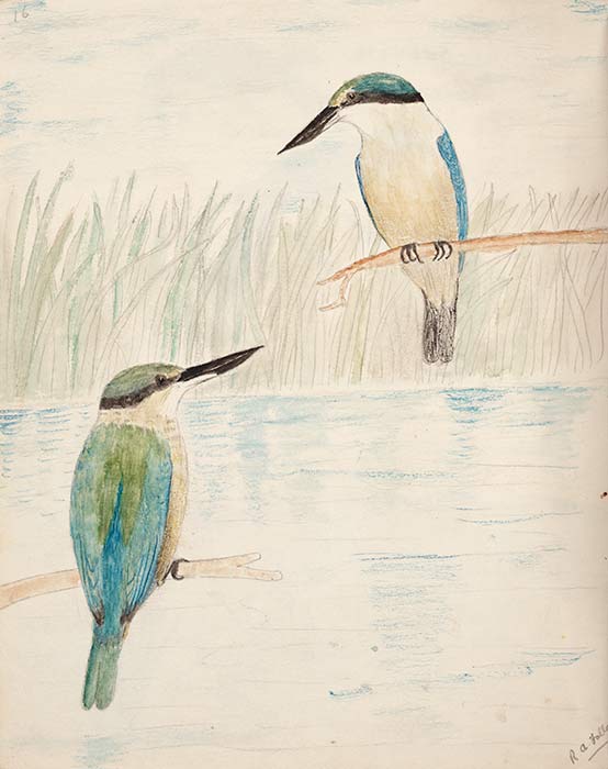 Birdwatcher’s notebook