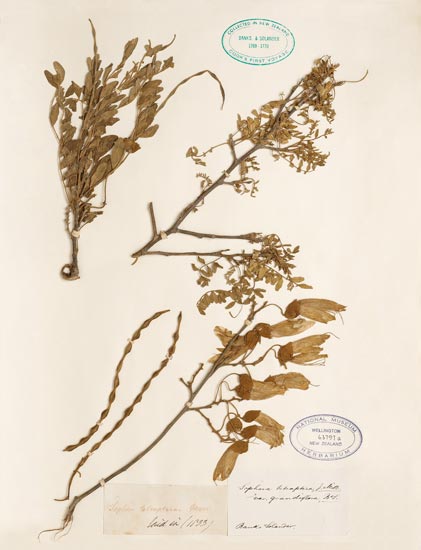 Kōwhai specimen
