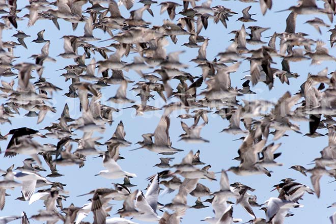Migrating kūaka