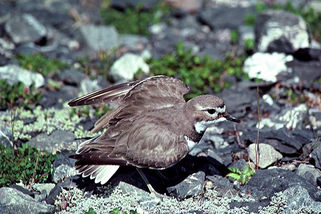 Turiwhatu (dotterel)