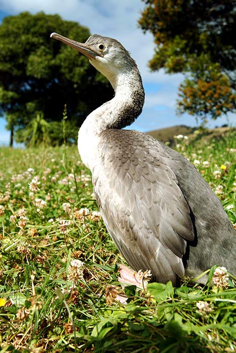 Spotted shag 