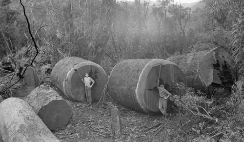 Kauri logs