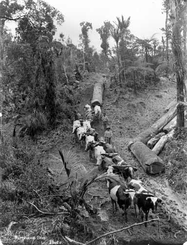 16–bullock team 