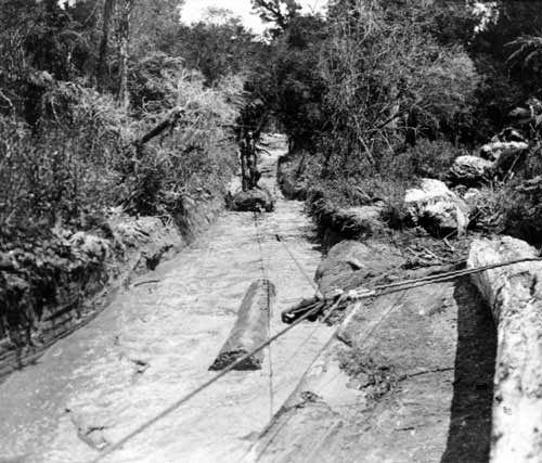 Ropey and hauled log