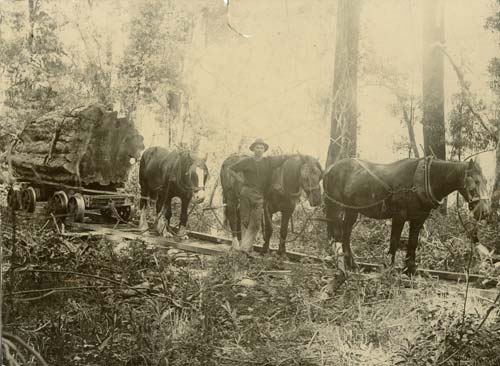 Horse team