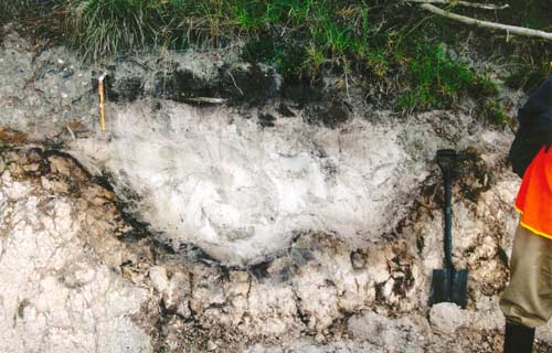 Egg-cup Podzol 