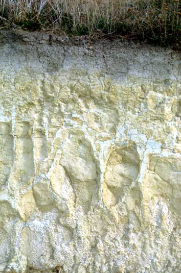 Pallic soil