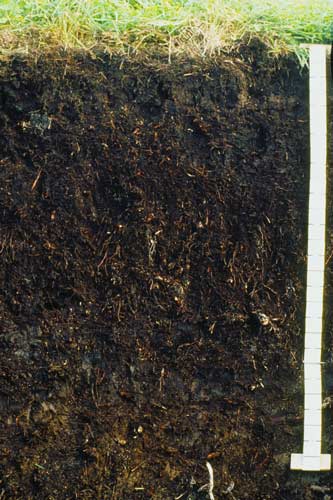 Organic soil