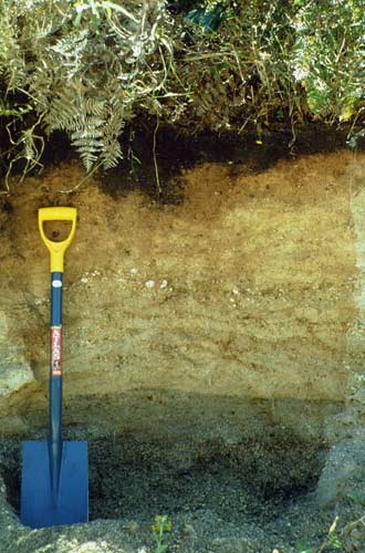 Pumice soil 